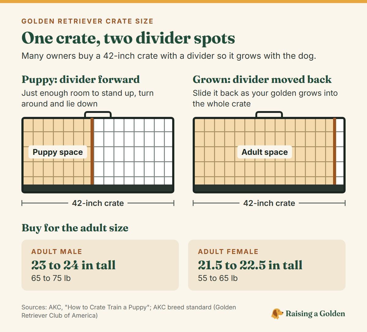 Diagram of a 42-inch wire crate with the divider forward for a puppy and moved back for a grown golden, next to adult golden sizes: males 23 to 24 inches and 65 to 75 pounds, females 21.5 to 22.5 inches and 55 to 65 pounds.