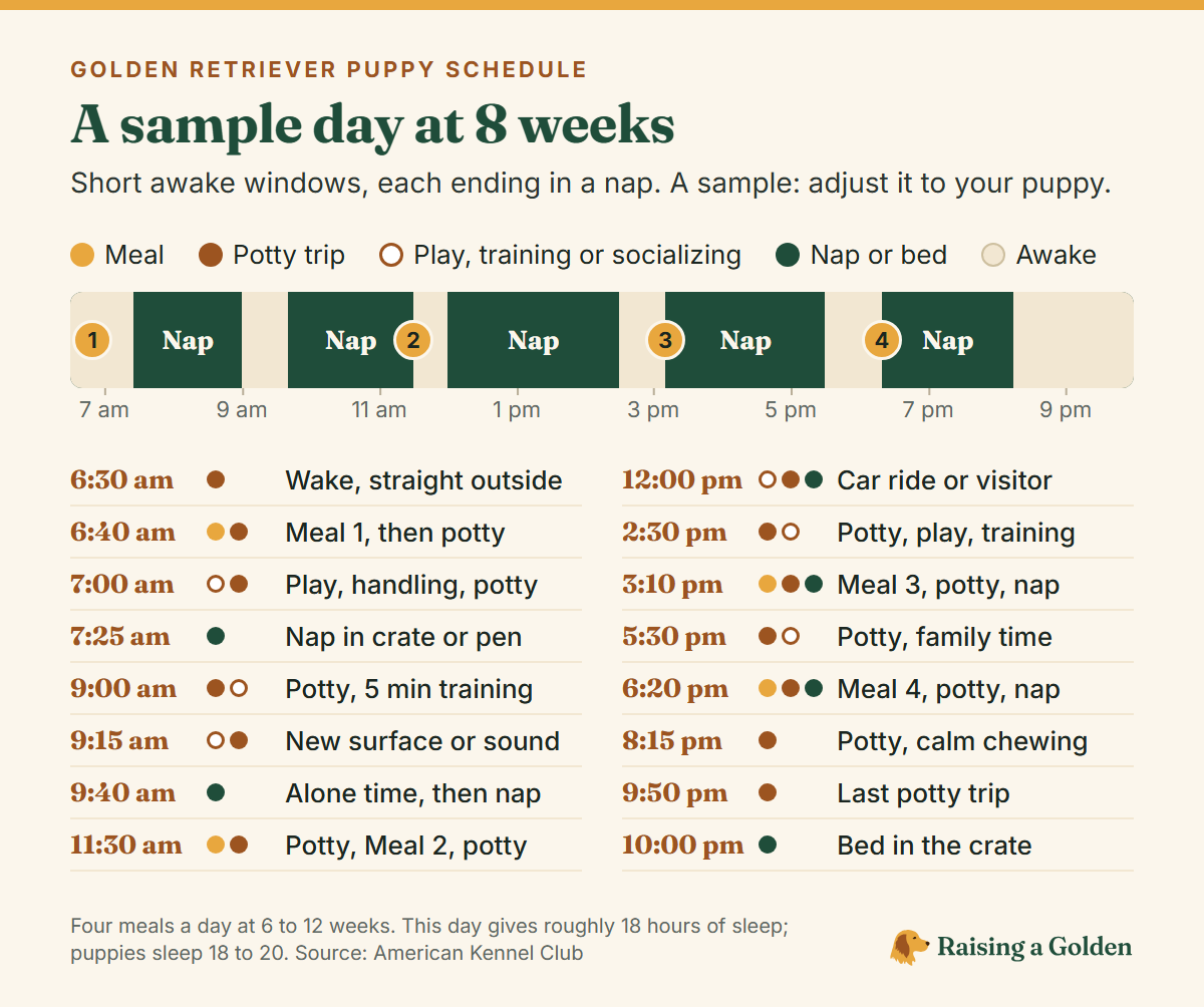 Timeline of a sample day for an 8-week-old golden retriever puppy from 6:30 am to 10:00 pm, showing short awake windows each followed by a nap, four meals and frequent potty trips.