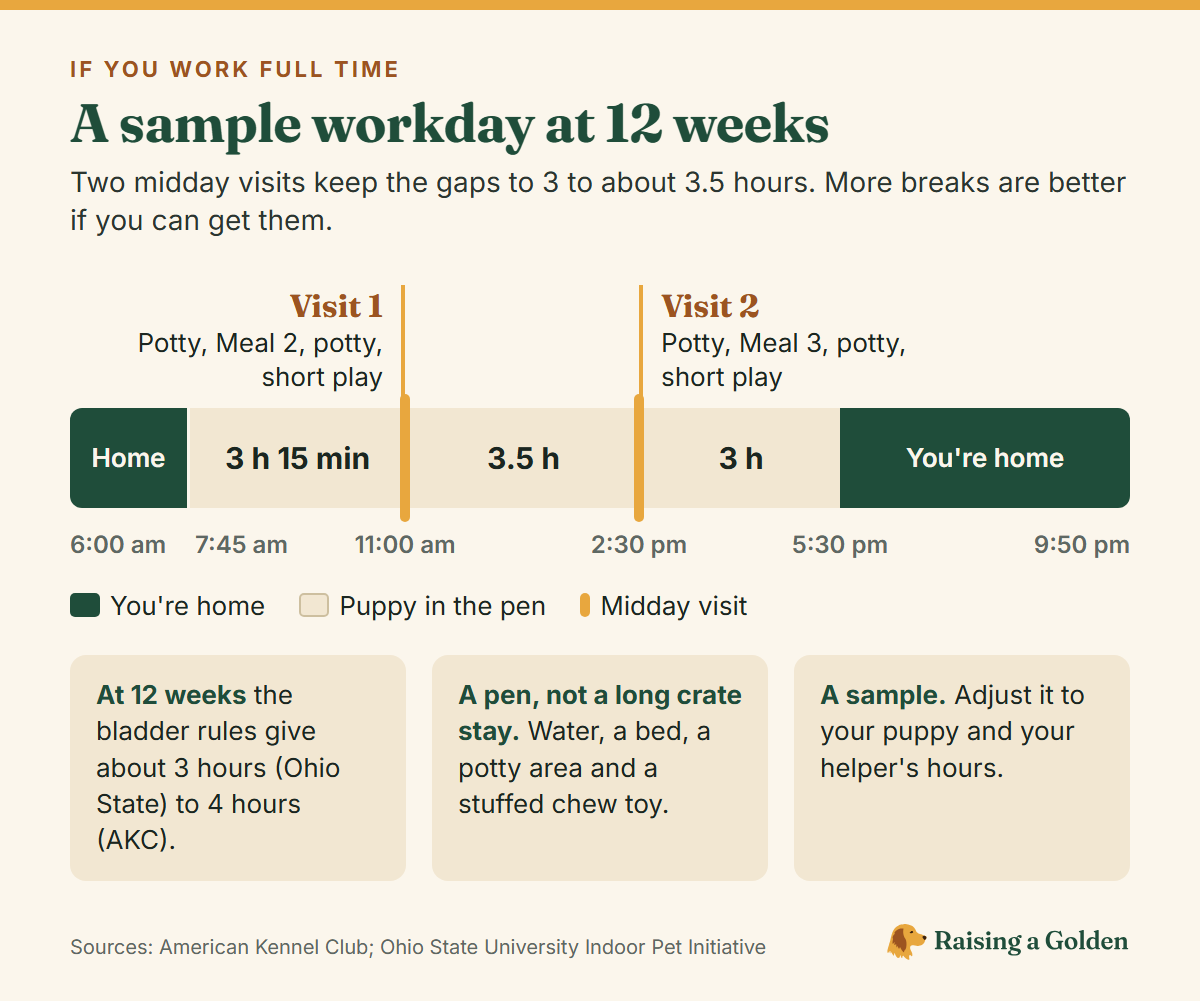 Timeline of a sample workday for a 12-week-old golden puppy from 6:00 am to 9:50 pm, with midday visits at 11:00 am and 2:30 pm and gaps of 3 hours 15 minutes, 3.5 hours and 3 hours between breaks.