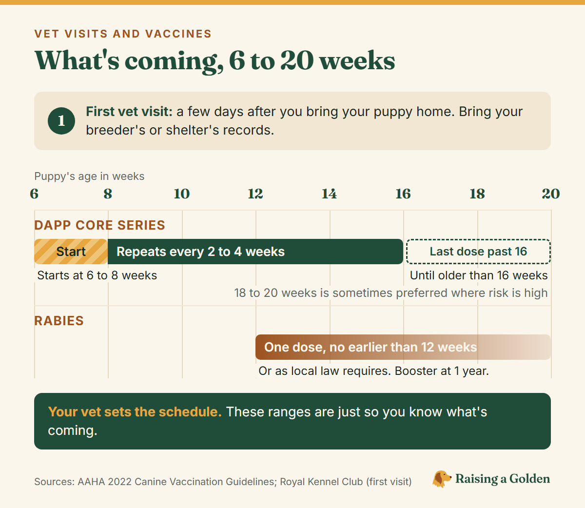 Puppy vaccine timeline from 6 to 20 weeks: first vet visit a few days after homecoming, the DAPP core series starting at 6 to 8 weeks and repeating every 2 to 4 weeks until past 16 weeks, and one rabies dose no earlier than 12 weeks. Your vet sets the schedule.