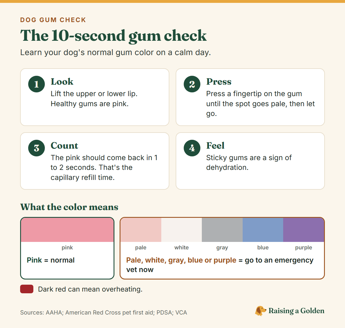 The 10-second gum check: 1 look, lift the lip, healthy gums are pink; 2 press a fingertip on the gum until it goes pale, then let go; 3 count, the pink should come back in 1 to 2 seconds; 4 feel, sticky gums are a sign of dehydration. Pink means normal. Pale, white, gray, blue or purple means go to an emergency vet now. Dark red can mean overheating.