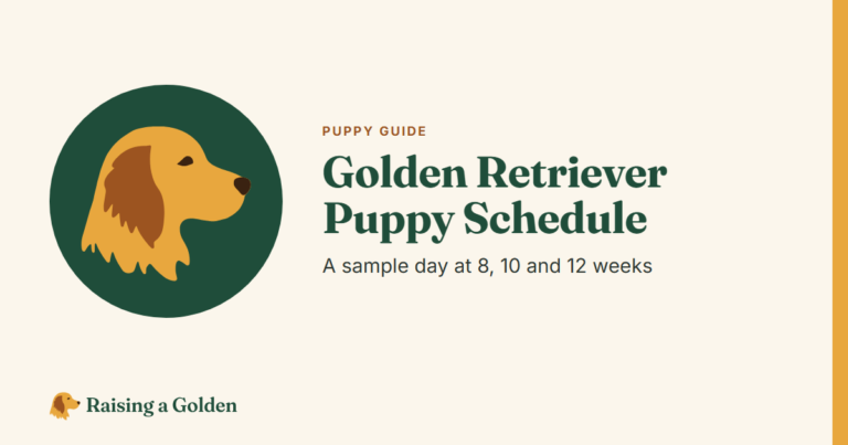Golden retriever puppy schedule: a sample day at 8, 10 and 12 weeks