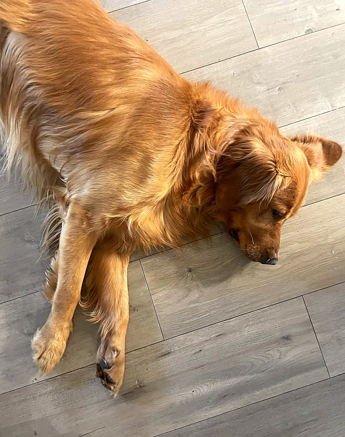 Our red golden retriever stretched out asleep on a wood floor, showing the red coat