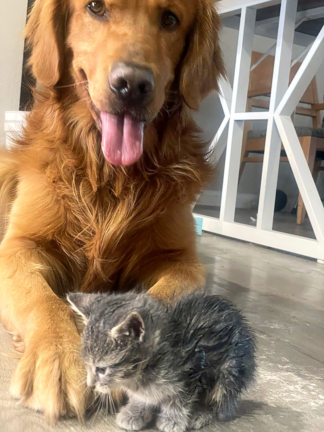 Our red golden retriever lying beside a small gray kitten