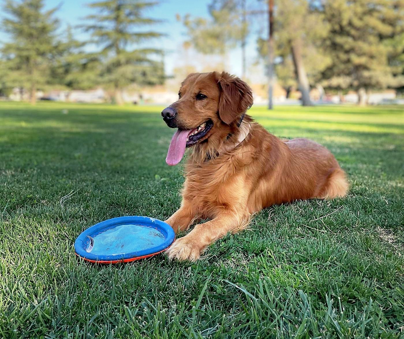 Our red golden retriever lying on the grass at the park next to a frisbee