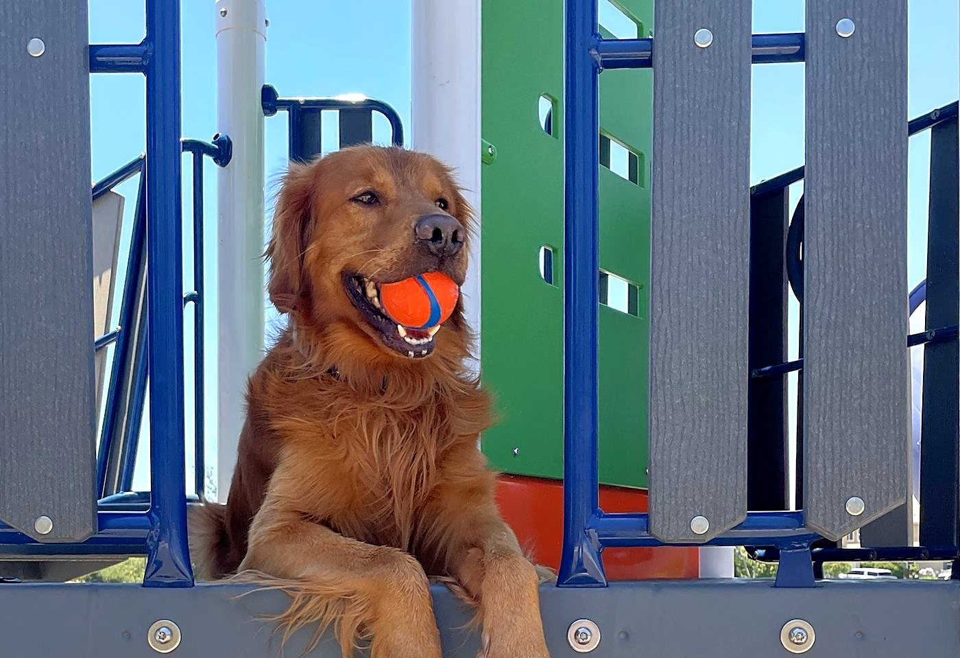 Our red golden retriever holding an orange ball on a playground